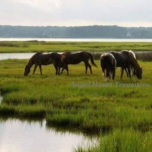 5x7 Original Photography Assateague Wild Horses